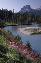 Flower, Landscape.