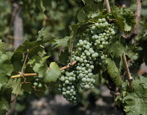 Grapevine, Vitis vinifera.