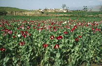 Poppy, Papaver somniferum, Opium poppy.