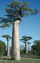 Baobab, Adansonia digitata.