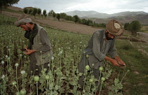 Poppy, Papaver somniferum, Opium poppy.