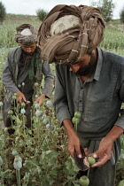 Poppy, Papaver somniferum, Opium poppy.