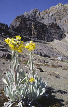 Frailejon plant, Espeletia schultzii.