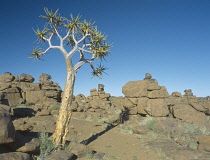 Quiver tree, Aloe dichotoma.