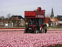 Tulip, Tulipa.