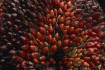 Oil palm, Elaeis guineensis.