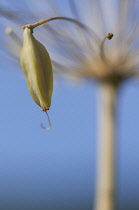 Agapanthus.