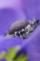 Anemone, Anemone coronaria 'De Caen'.