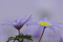 Anemone, Anemone blanda.