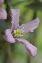 Clematis, Clematis montana rubens.