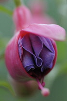 Fuchsia, Fuchsia 'Winston Churchill'.