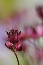 Masterwort, Astrantia carniolica 'Rubra', Dwarf red masterwort.