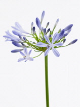 Agapanthus, Agapanthus 'Blue Horizon'.