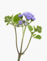 Floss flower, Ageratum houstonianum.