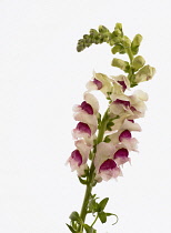 Snapdragon, Antirrhinum majus.