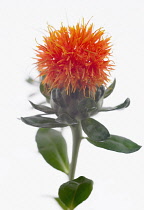 Safflower, Carthamus tinctorius.