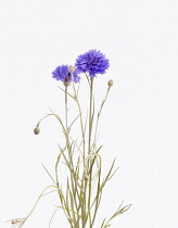 Cornflower, Centaurea cyanus.