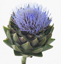 Globe artichoke, Cynara scolymus.