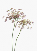 Carrot, Daucus carota, Wild carrot.