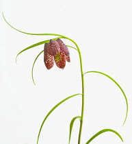 Fritillary, Fritillaria meleagris, Snake's head fritillary.