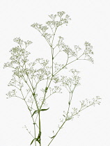 Gypsophila, Gypsophila paniculata 'Million Stars'.