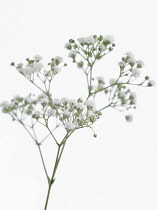 Gypsophila, Gypsophila paniculata 'Million Stars'.