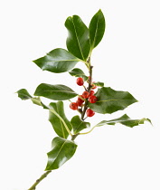 Holly, Ilex aquifolium.