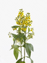 Yellow loosestrife, Lysimachia vulgaris.