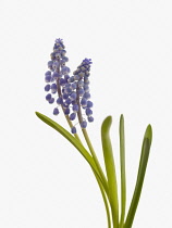 Grape hyacinth, Muscari armeniacum 'Cupido'.