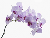 Orchid, Phalaenopsis 'Shanghai', Moth orchid.