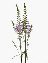 Obedient plant, Physostegia virginiana.