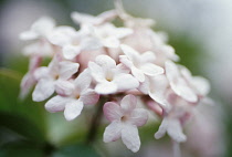 Viburnum, Viburnum x juddii.