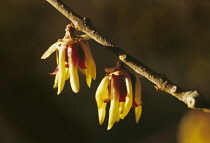 Wintersweet, Chimonanthus praecox.