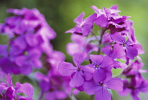 Honesty, Lunaria annua.