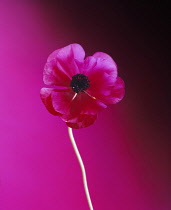 Ranunculus, Persian ranunculus, Ranunculus asiaticus.