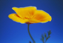 Poppy, Californian poppy, Eschscholzia californica.