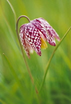 Fritillary, Snake's head fritillary, Fritillaria meleagris.