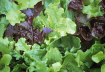 Lettuce, Lactuca sativa.