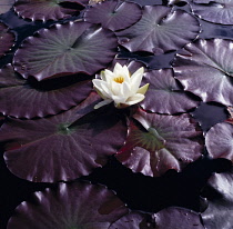 Water lily, Nymphaea.