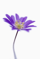 Anemone, Anemone blanda.