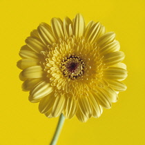 Gerbera.