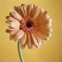 Gerbera.