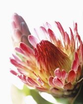 Protea, Protea.