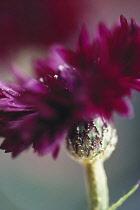 Cornflower, Centaurea cyanus 'Black Ball'.