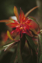 Euphorbia, Spurge, Euphorbia griffithii 'Dixter'.