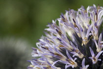 Globe thistle, Echinops.