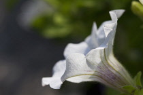 Petunia, Petunia surfinia series.