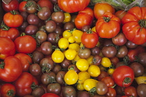 Tomato, Lycopersicon esculentum.