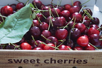 Cherry, Prunus.