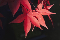 Japanese maple, Acer palmatum.